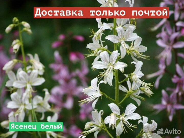 Ясенец белый