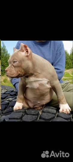 Американский булли покет