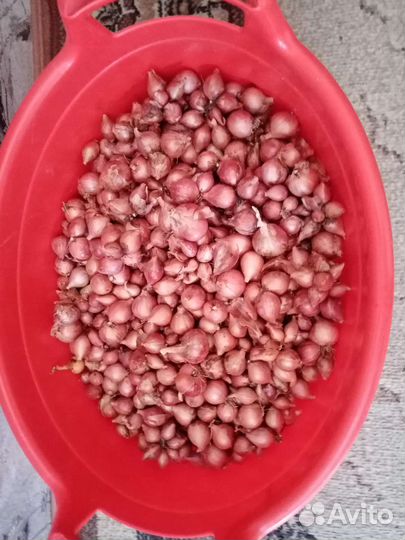 Лук севок семейный