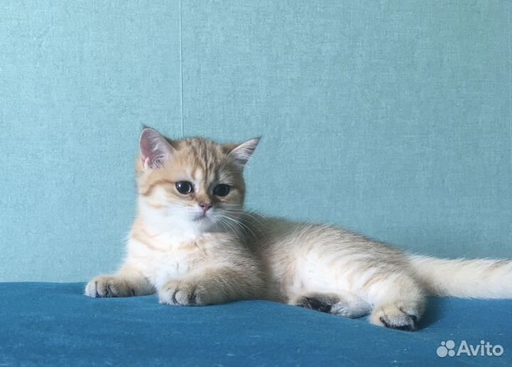 Британские котята