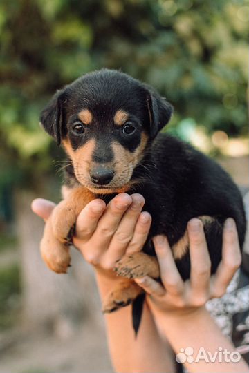 Щенок-мальчик в добрые руки