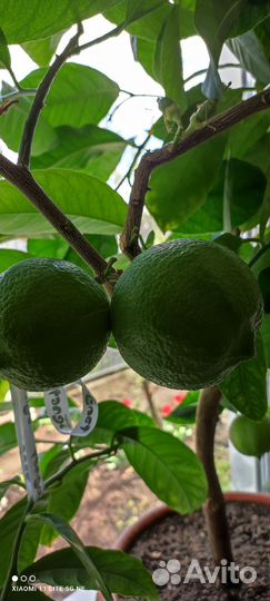 Лимон саженцы мал.деревца