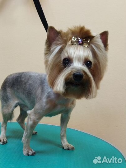 Груминг собак