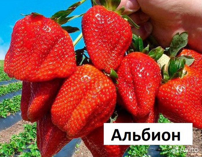 Рассада клубники