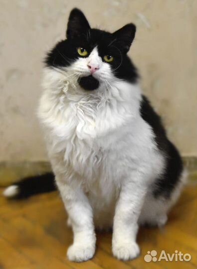 Атос - благородный кот вашей мечты