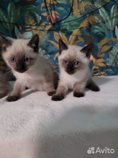 Сиамские котята
