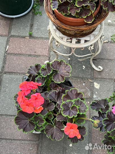 Пелларгонии сортовая