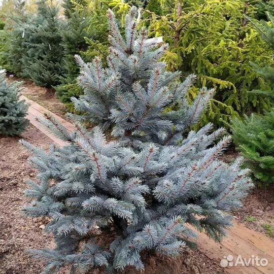 Ель голубая / колючаю Глаука «Супер Блю Сидлинг
