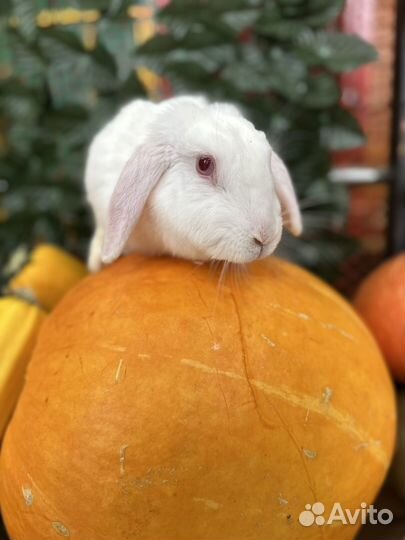 Кролики в любимцы