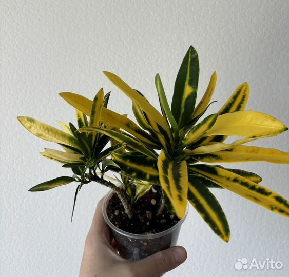 Кротон санни стар