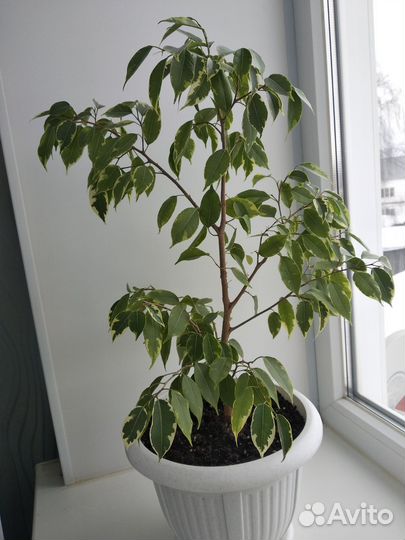 Комнатные цветы