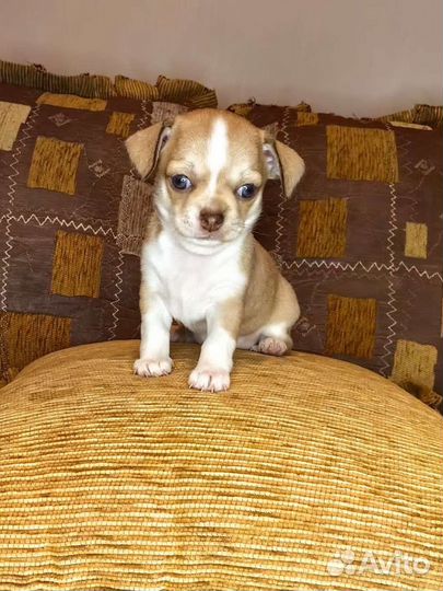 Щенки чихуахуа