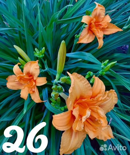 Многолетние цветы