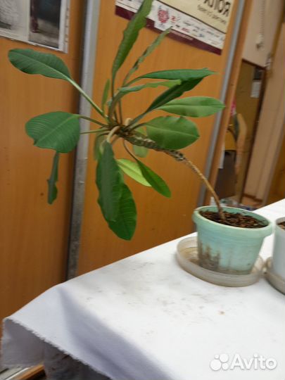 Молочай гребенчатый