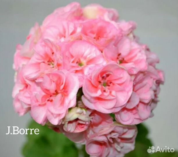 Пеларгонии сортовые