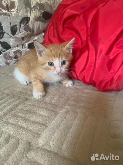 Рыжий котенок-мальчик