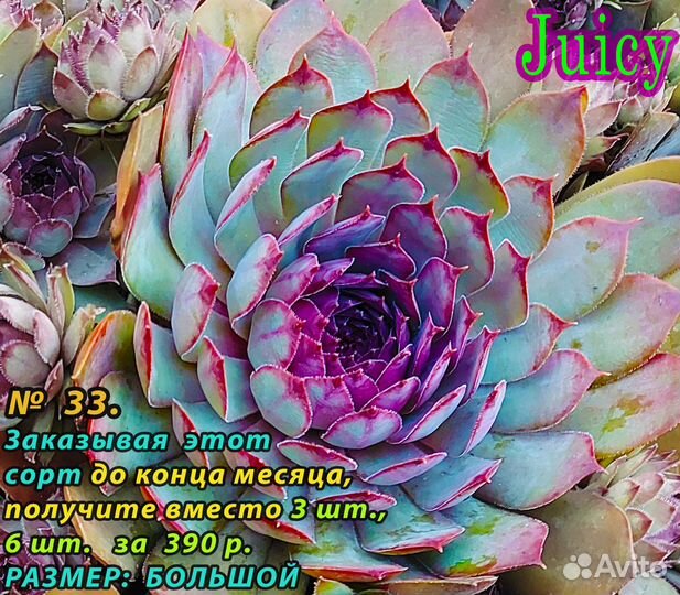 Часть 3. сортовые Каменные розы 6-8 шт