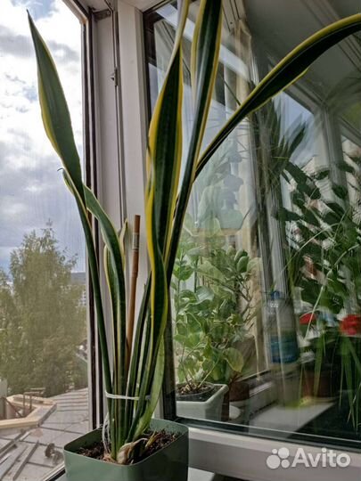 Сансевиерия