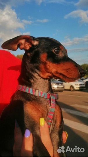 Продаются щенки породы Цвергпинчер (Минидоберман)