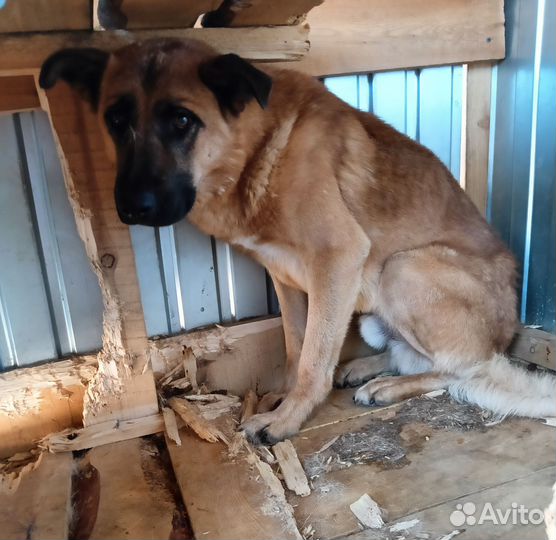 Крупный пёс