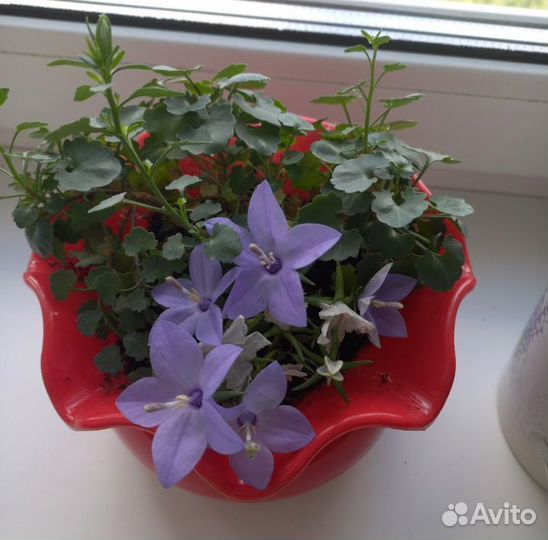 Цветы(разные)