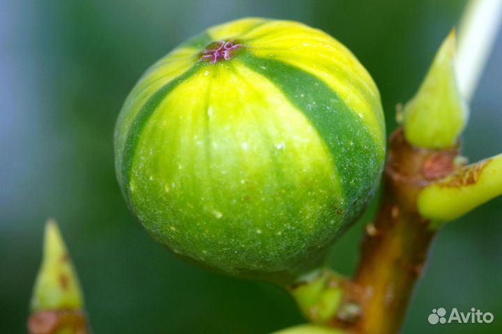 Панаши, панч, полосатый инжир, гарантия сортности