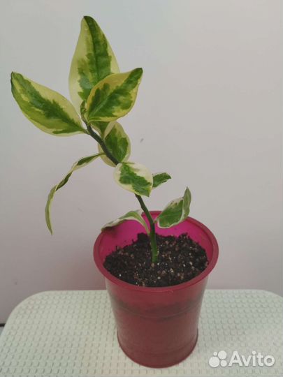 Педилантус