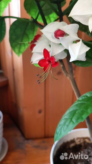 Клеродендрум Томпсона