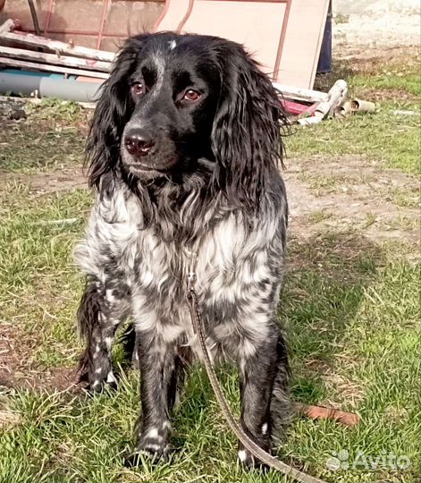 Русский спаниель вязка