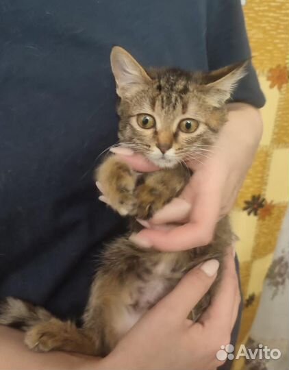 Маленький котенок девочка хочет на ручки