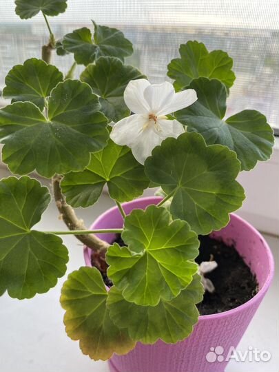 Герань пеларгония белая