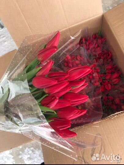 Тюльпаны sigma бой оптом