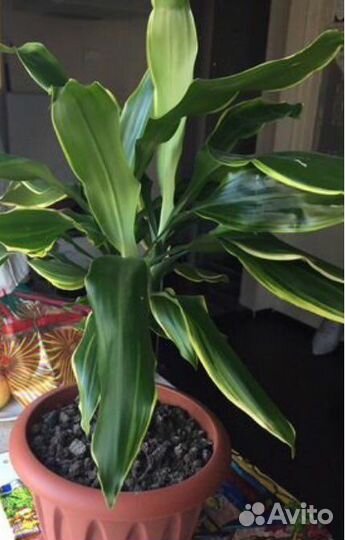 Пальма юкка