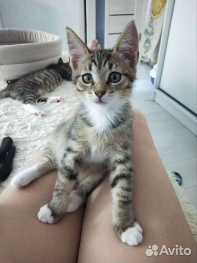 Котята ищут дом