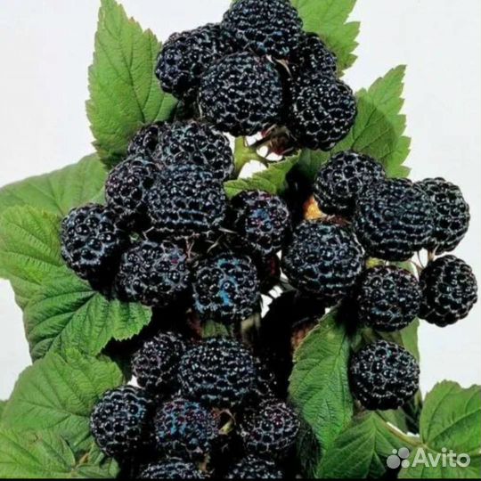 Малина блэк джэвел