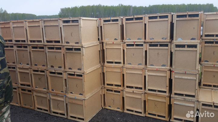 Пчелопакеты Карника