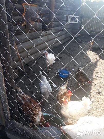 Гуси, курицы, индюки и петухи