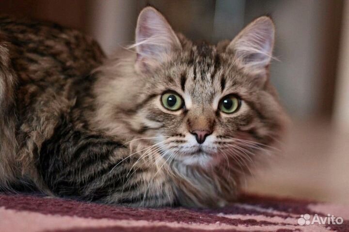 Кошечка-красавица в добрые руки