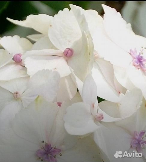 Гортензия крупнолистная (Бесконечное лето)