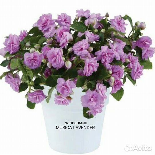 Вегетативные цветущие