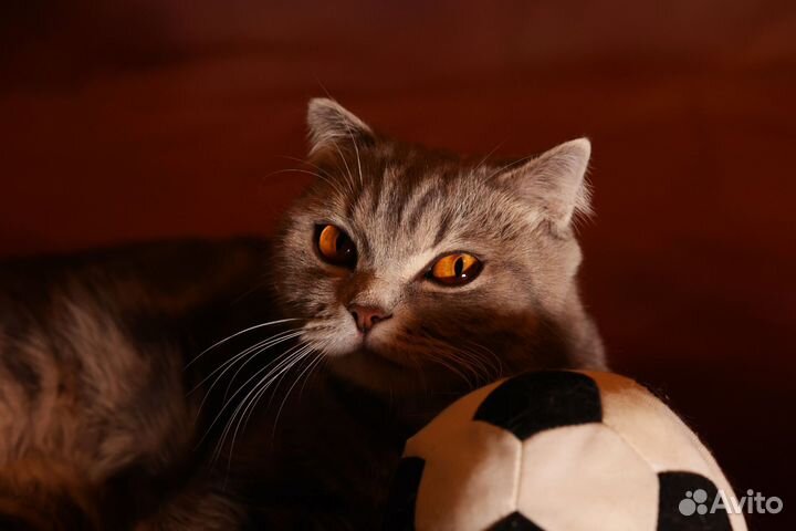 Кошка в дар