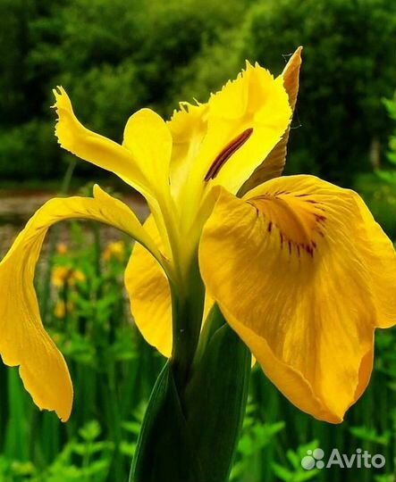 Крупный сортовой ирис