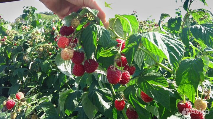 Саженцы малины, смородины, крыжовника, ежевики