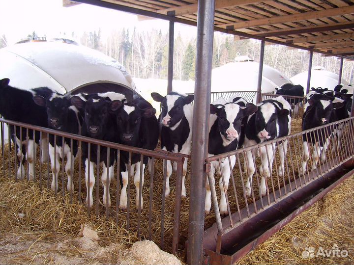 Бычки бодрые