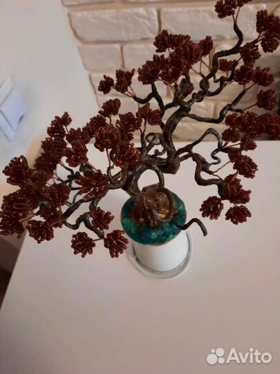 Комнатное дерево бонсай