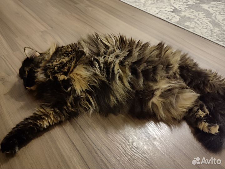 Сибирская кошка