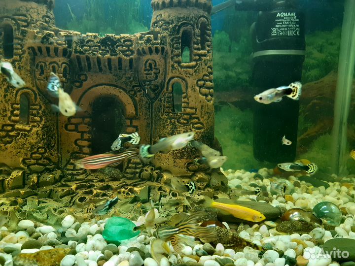 Аквариумные рыбки Гуппи