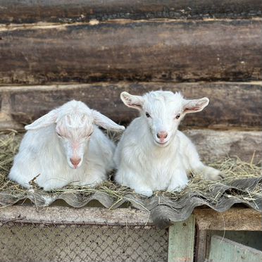 Коза и козлята