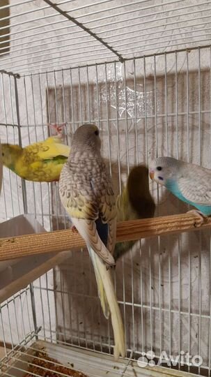 Птенцы волнистый попугай