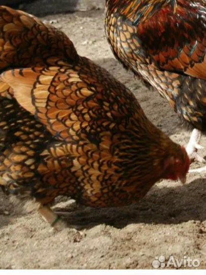 Инкуб.яйцо породистых кур